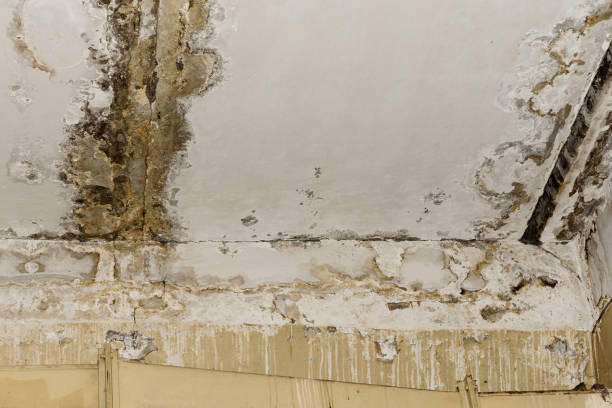 Best Water Damage & Mold Remediation  in Dunn, NC